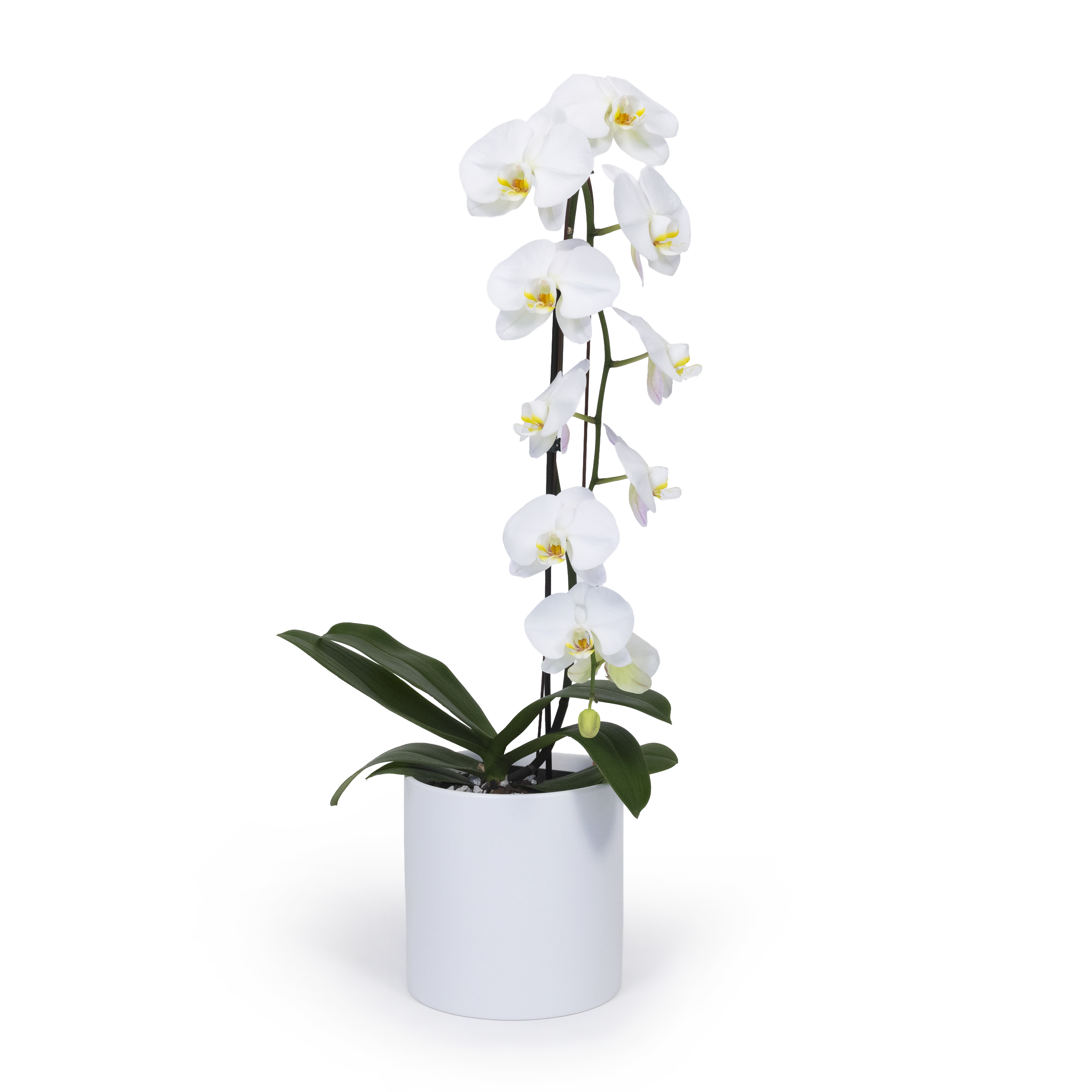 White Moth Orchid