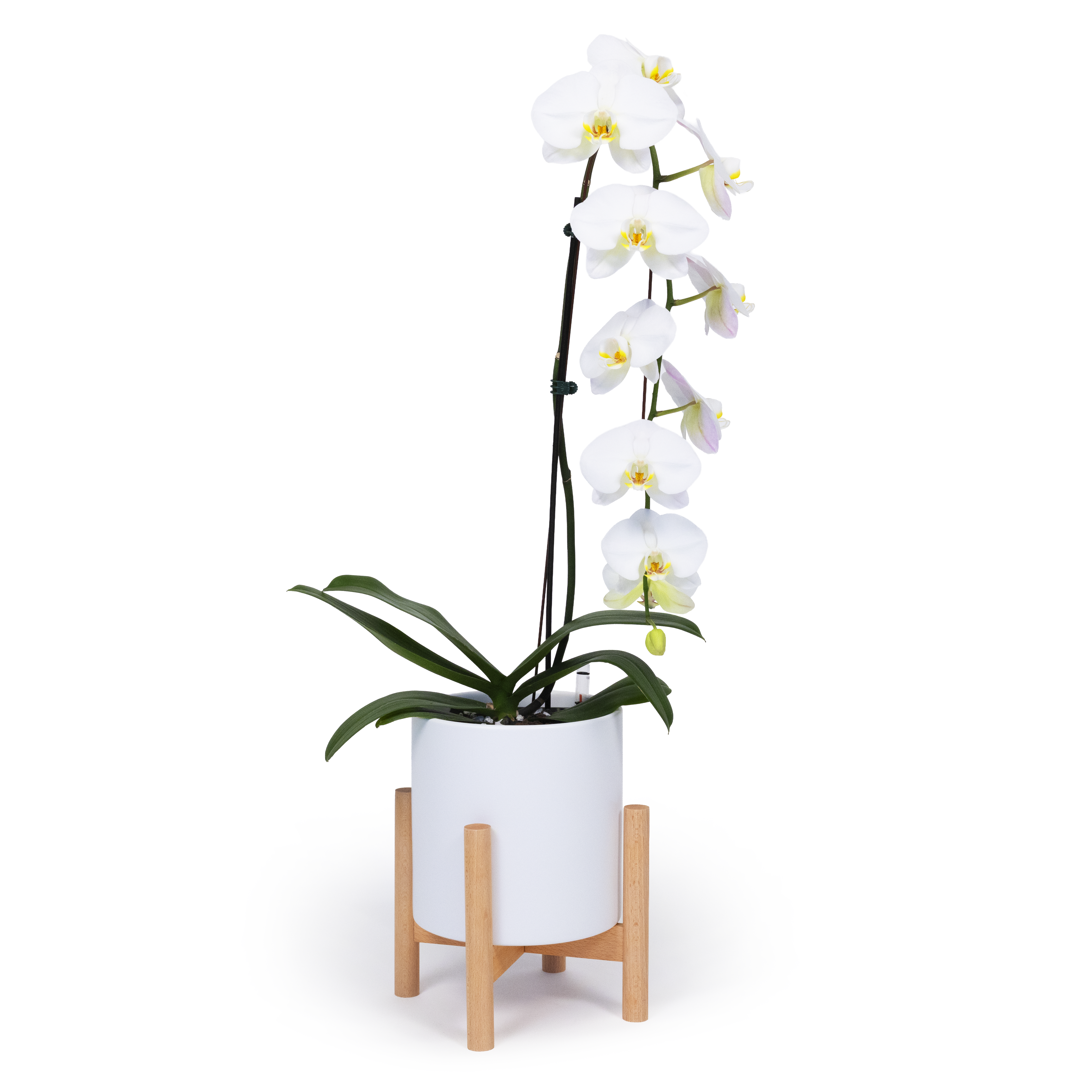 White Moth Orchid