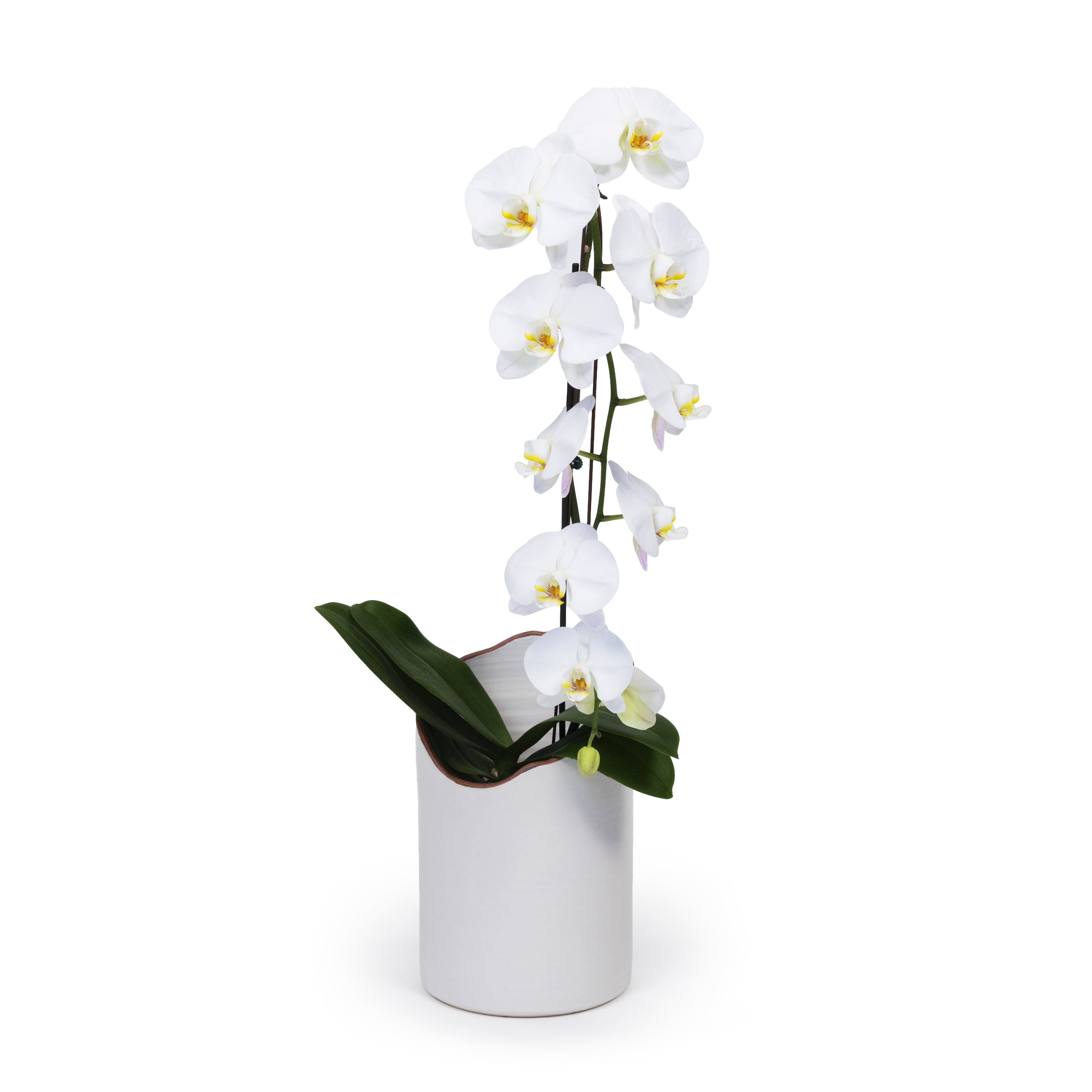 White Moth Orchid