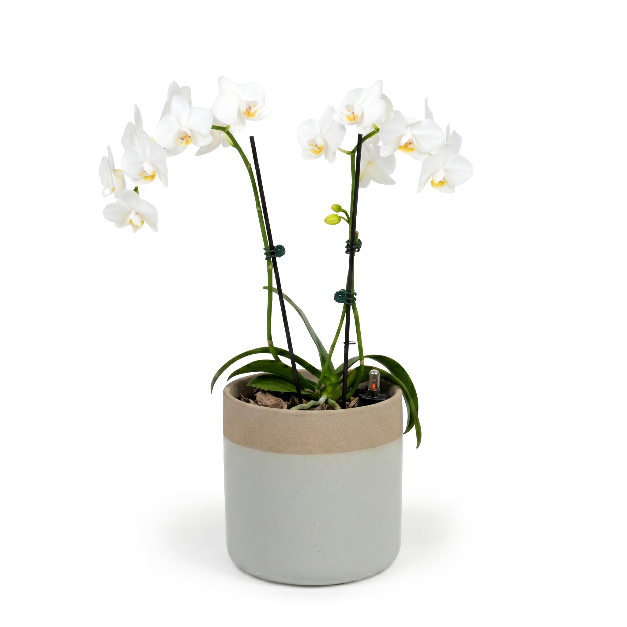 White Moth Orchid