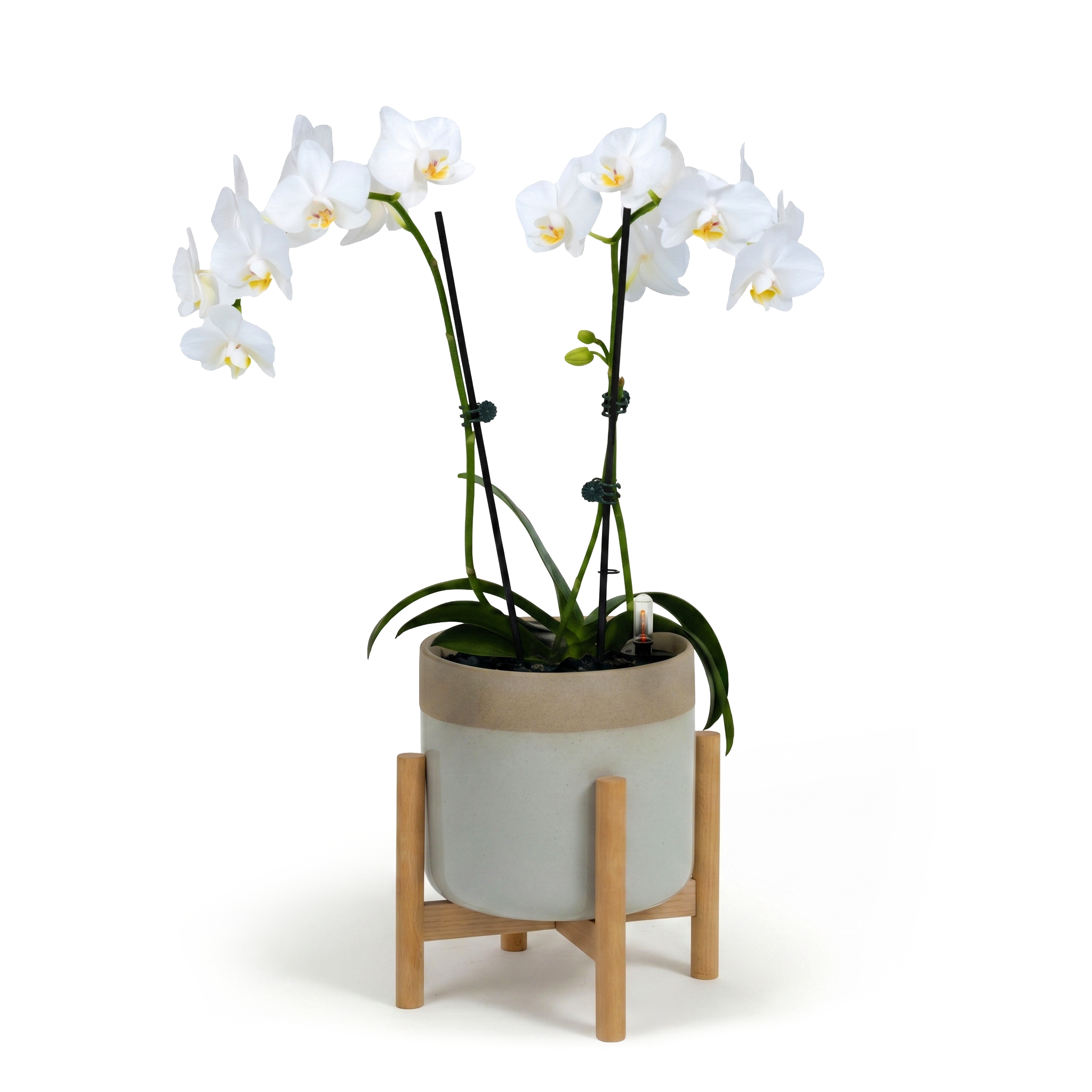 White Moth Orchid