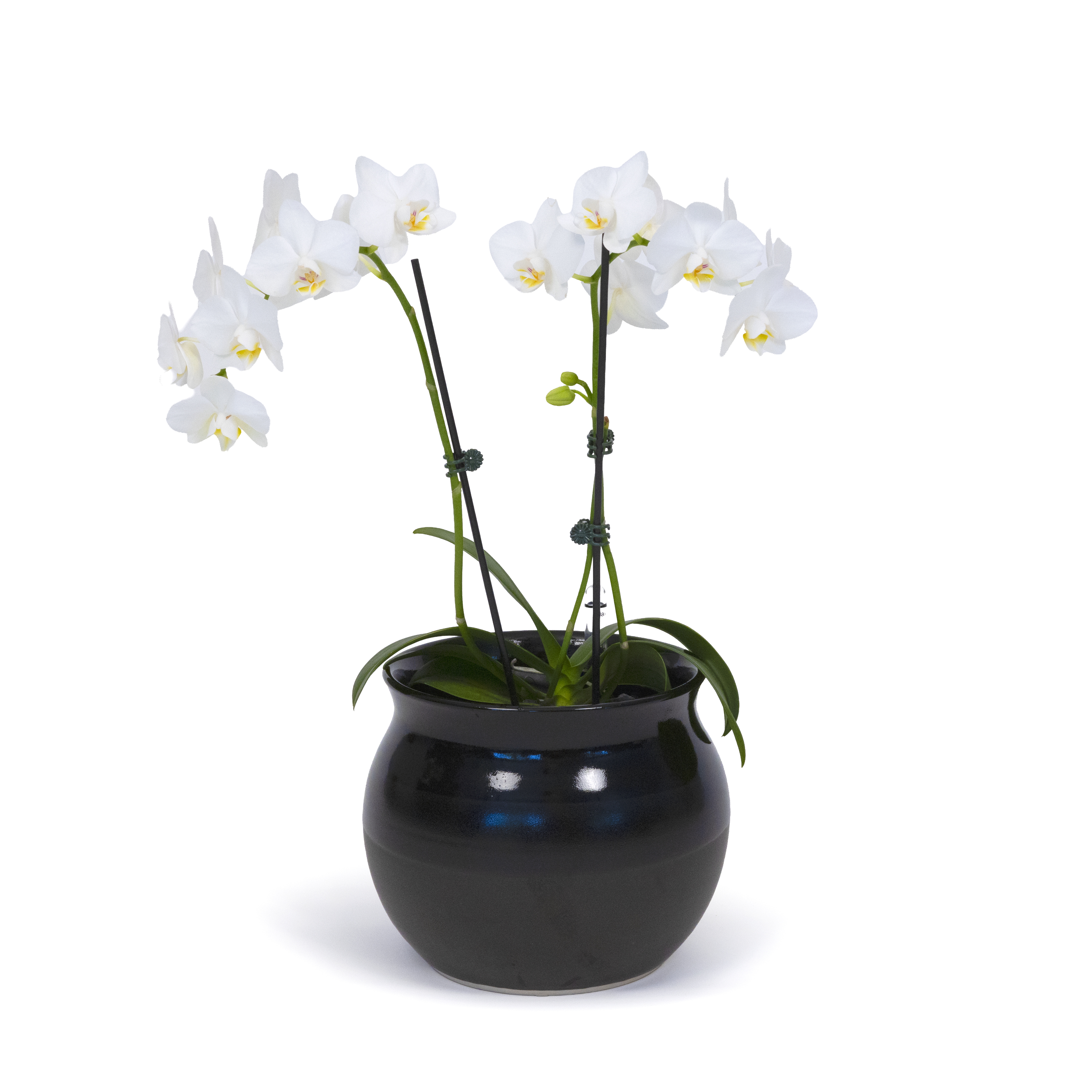 White Moth Orchid