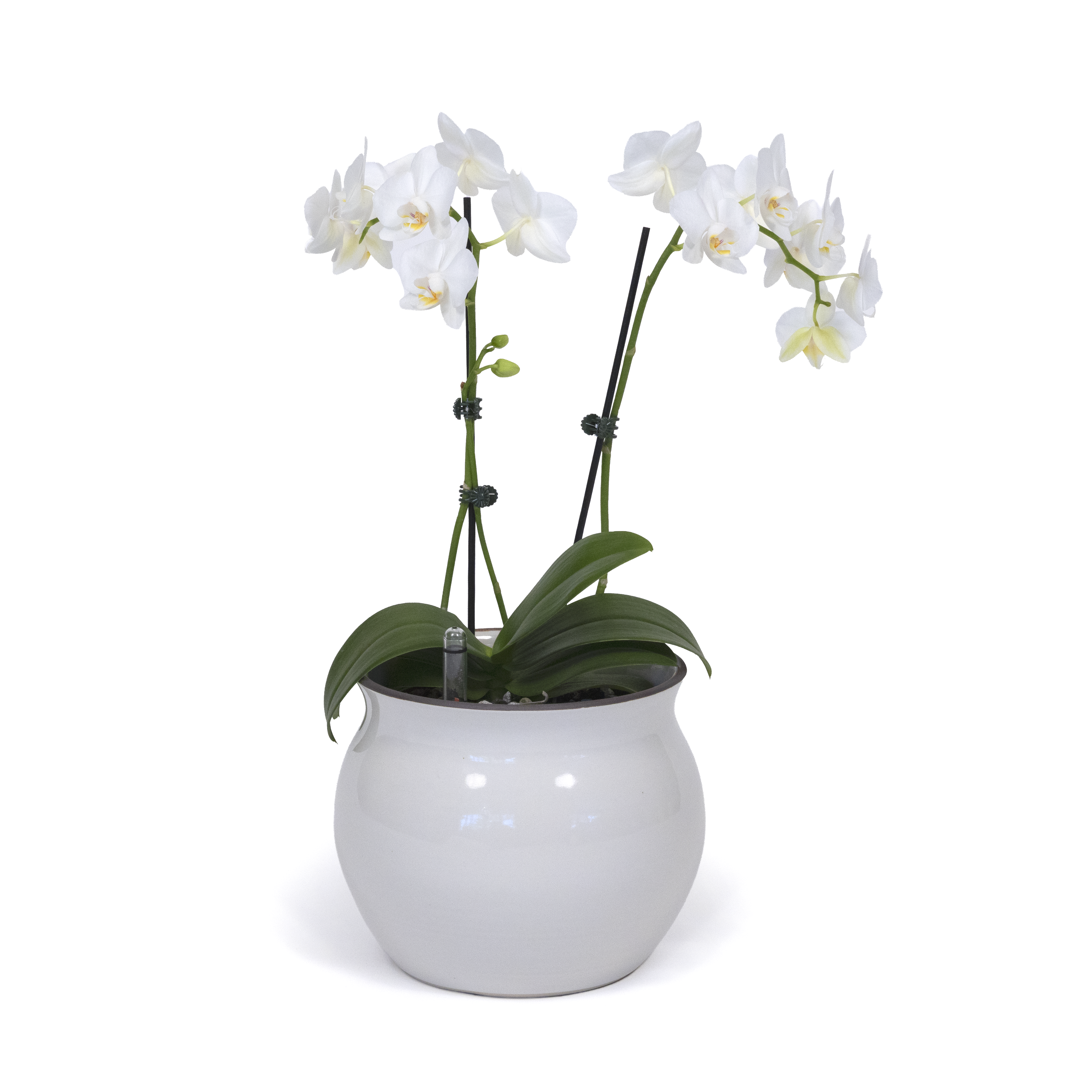 White Moth Orchid