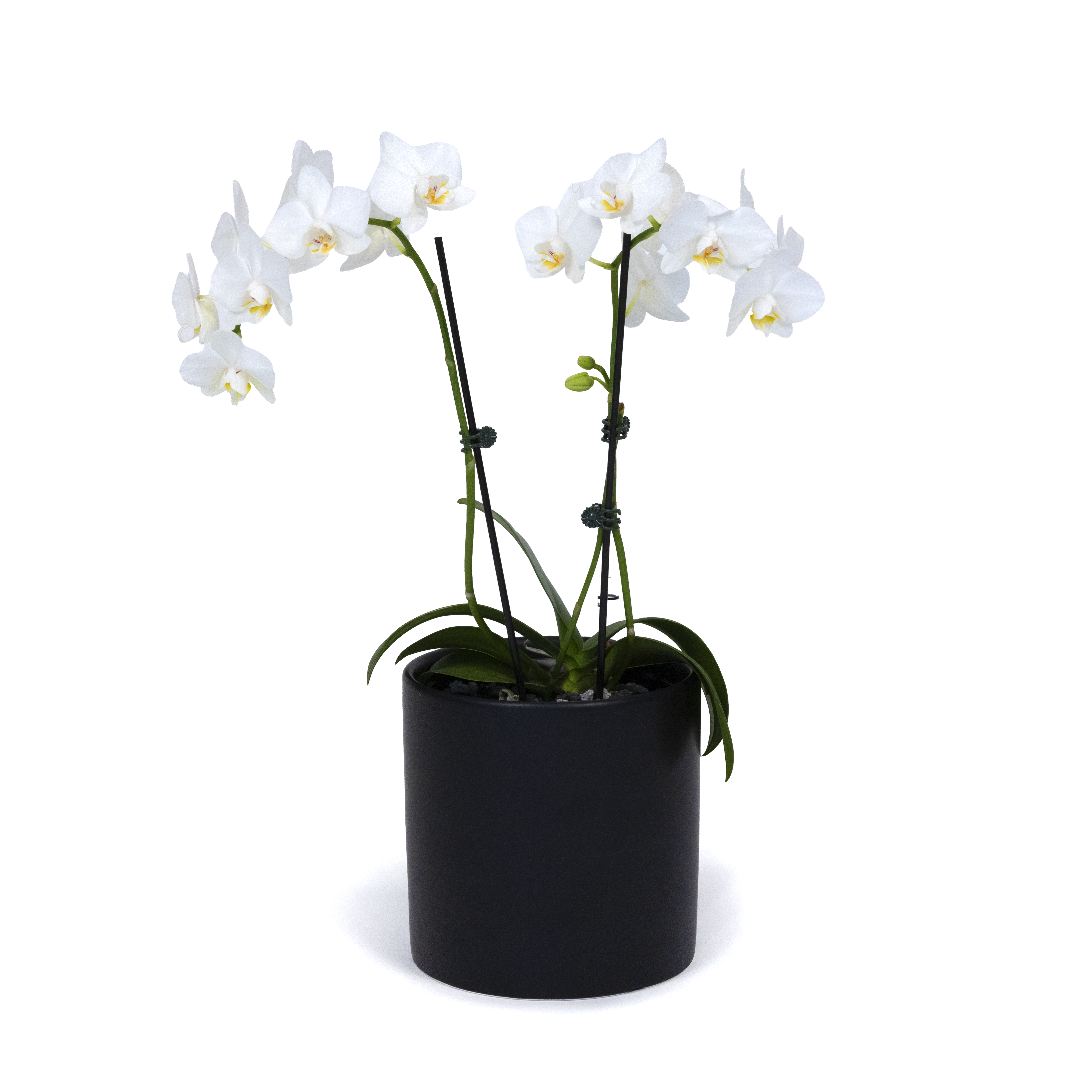 White Moth Orchid