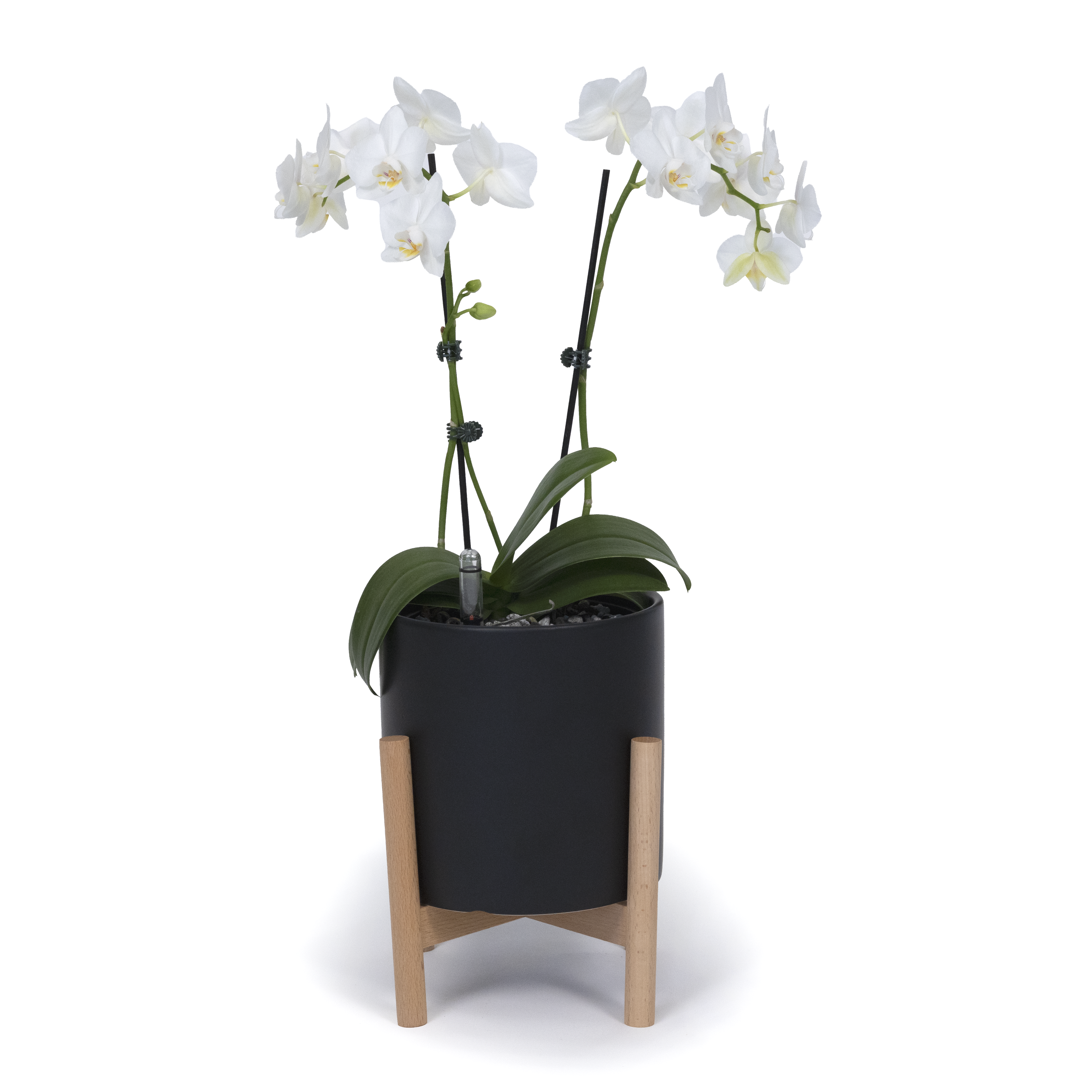 White Moth Orchid