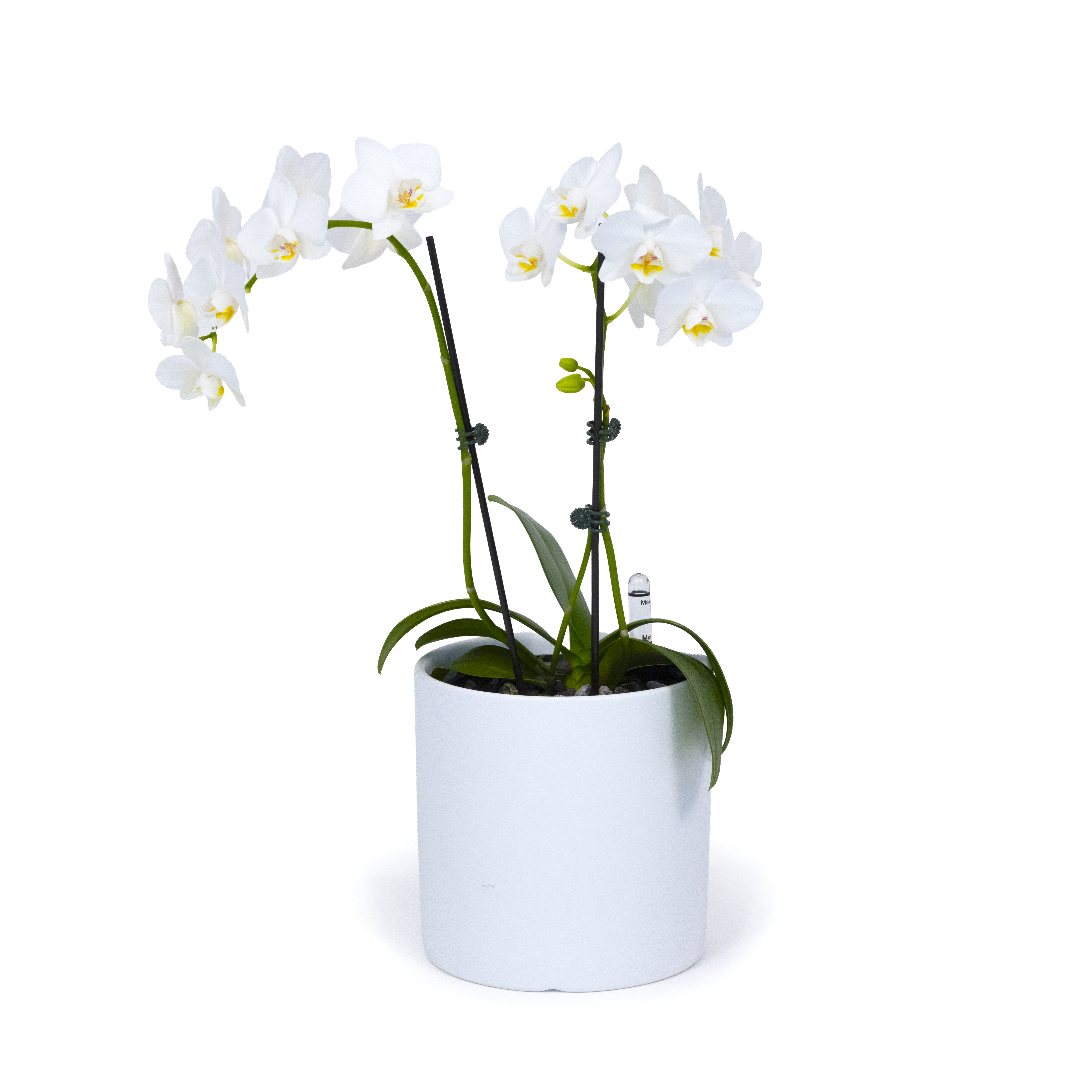 White Moth Orchid