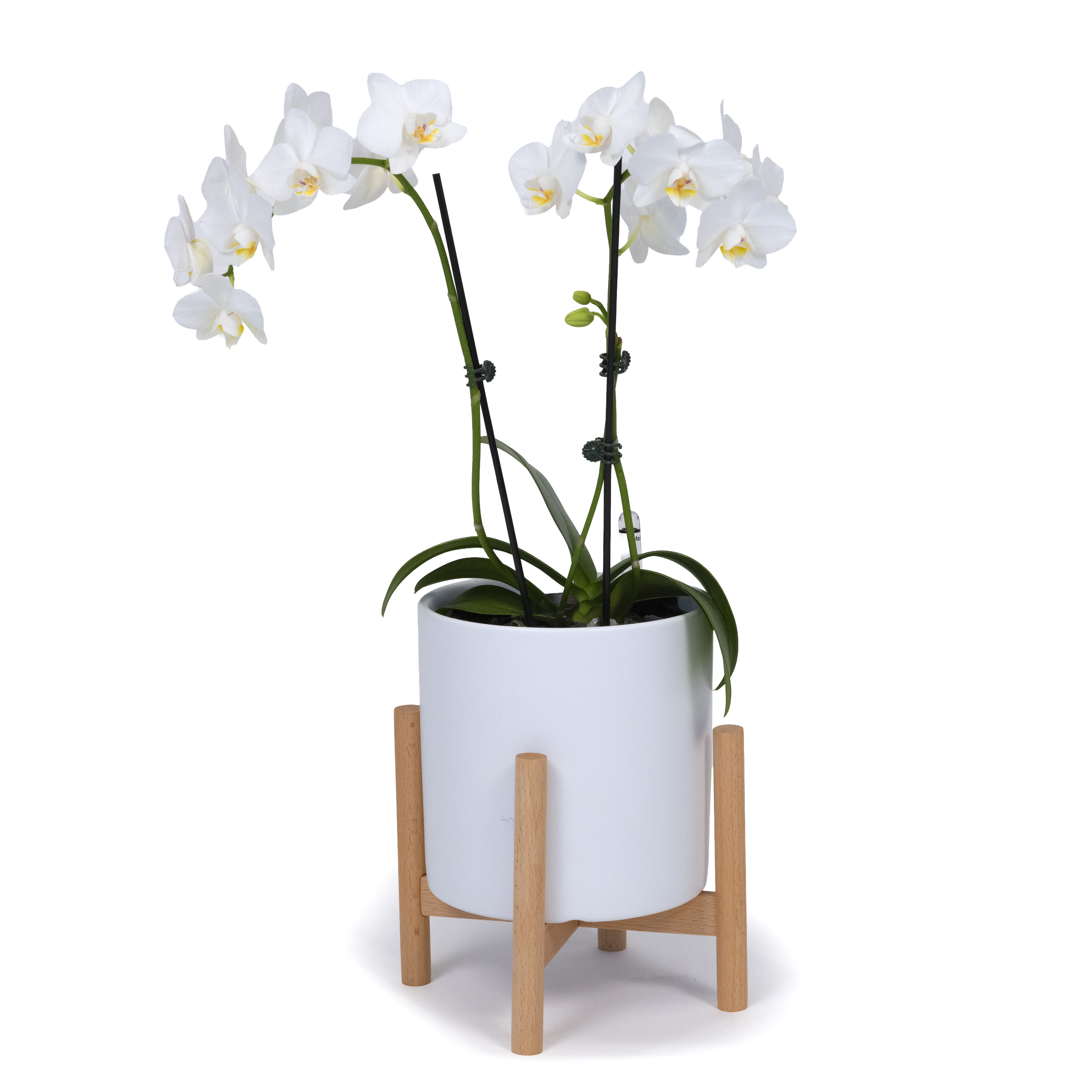 White Moth Orchid