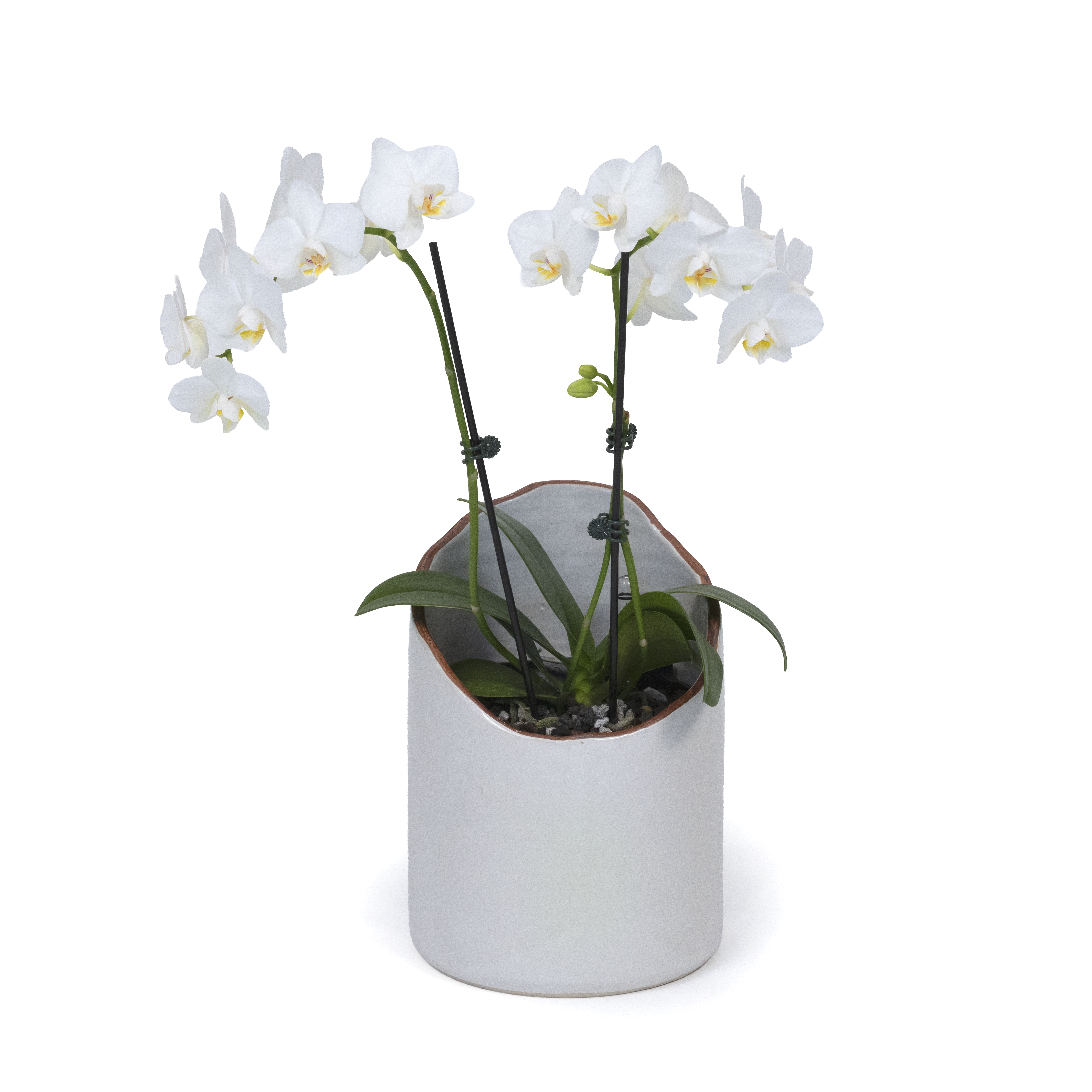 White Moth Orchid
