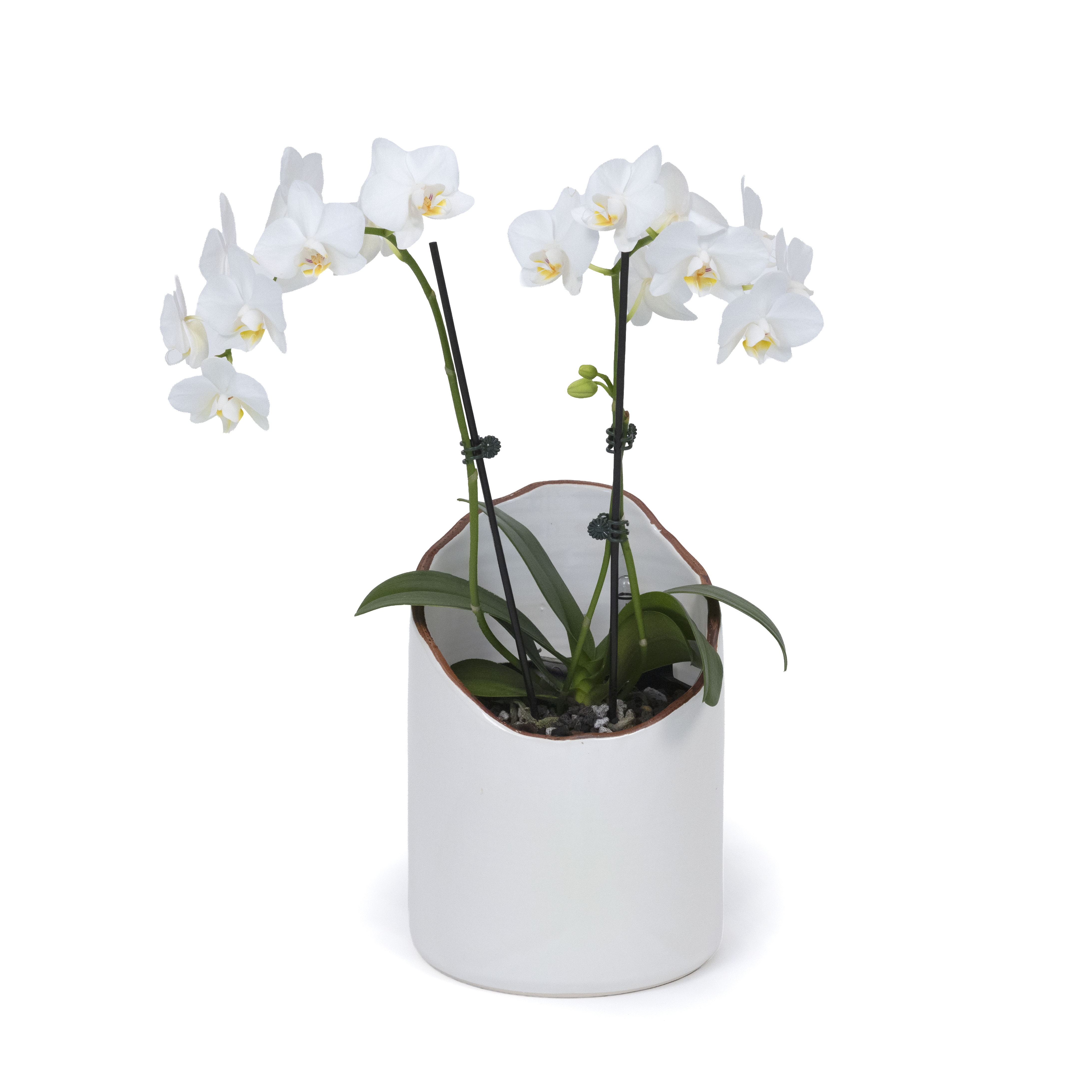 White Moth Orchid