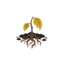 Root Rot