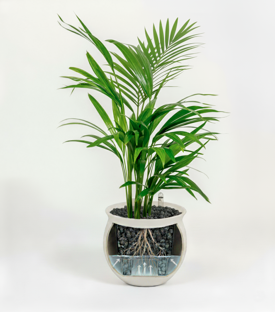 Chrysalidocarpus lutescens