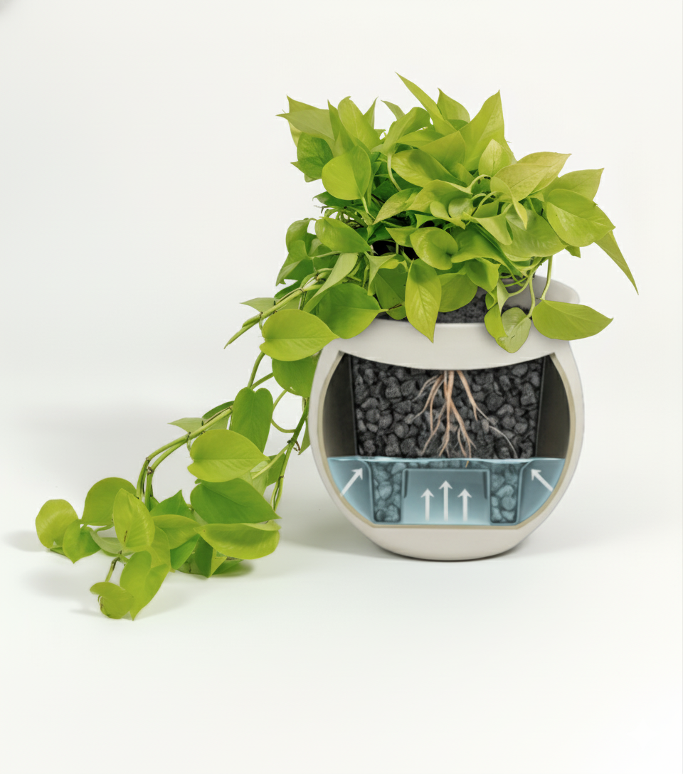 Epipremnum aureum 'Neon'