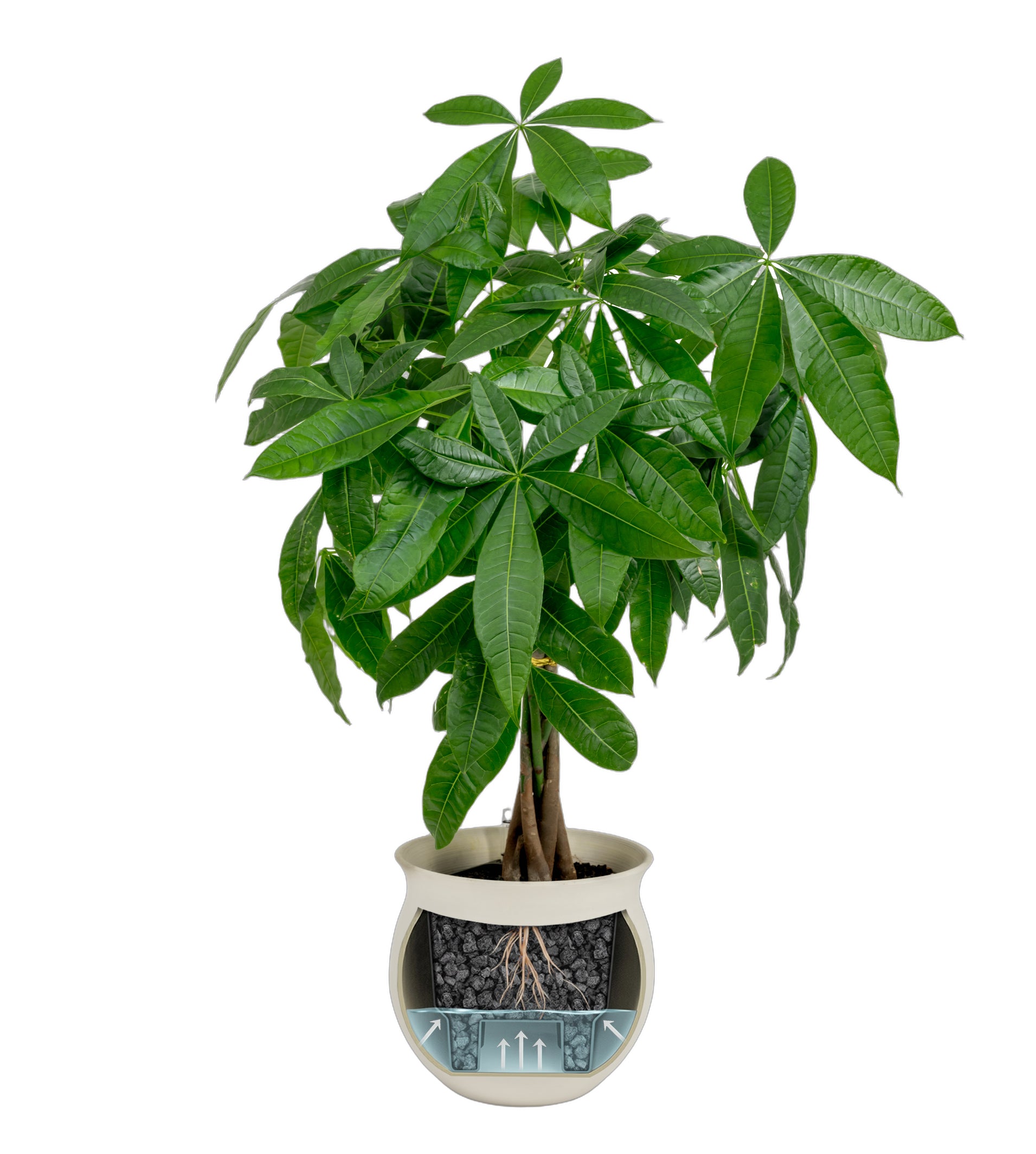 self watering money tree plant Money Tree- Pachira glabra