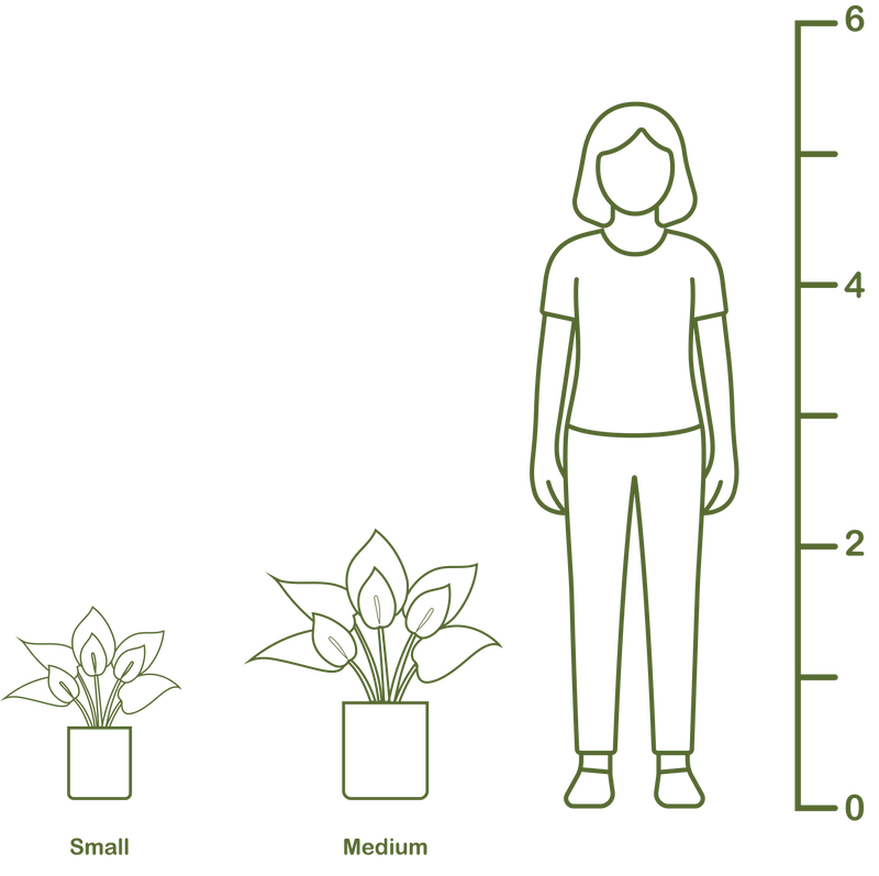 Plant size diagram