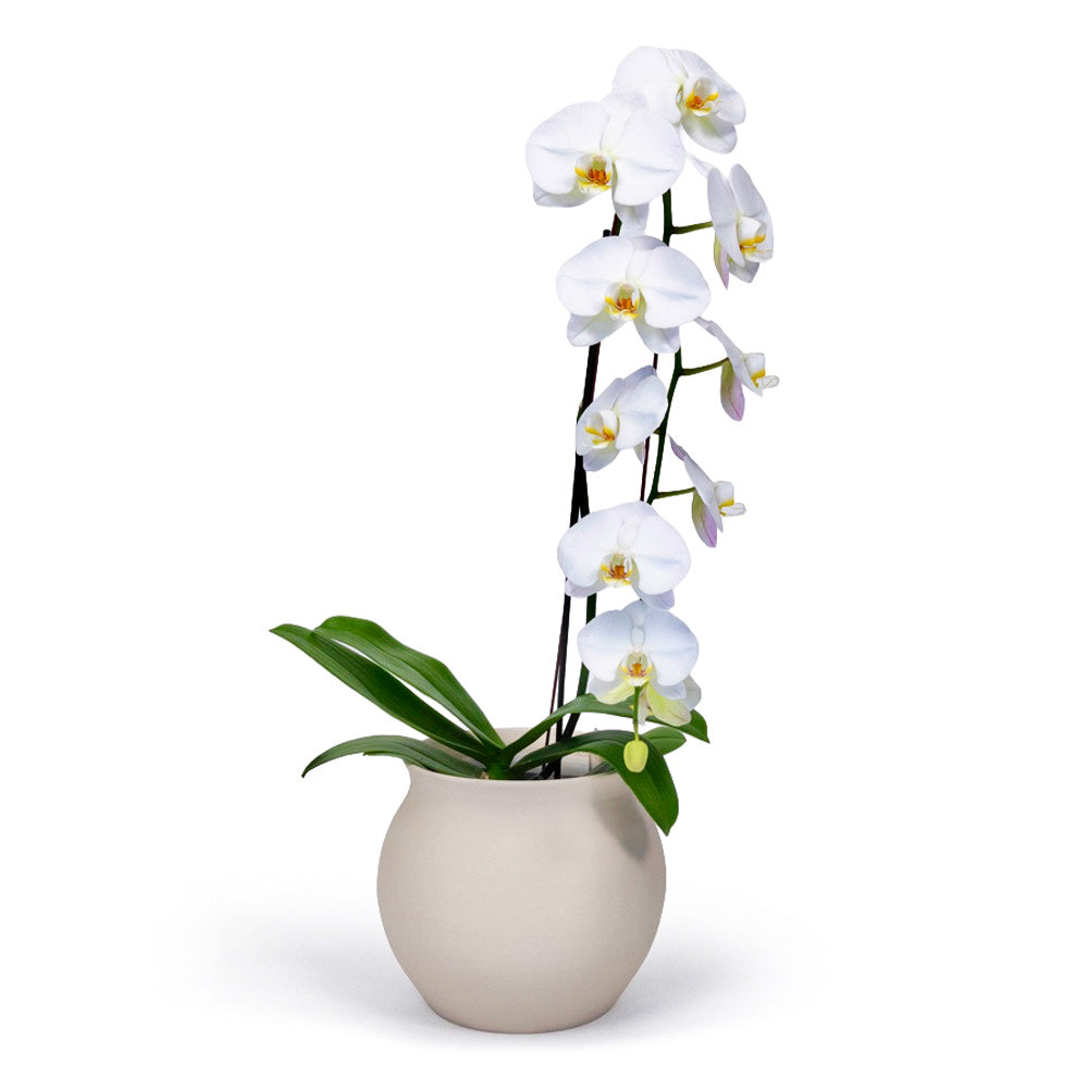 White Moth Orchid
